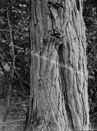 ROOSTS OF TREE-CREEPER